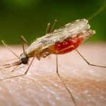 60.933 casos de malaria se han registrado en 2015