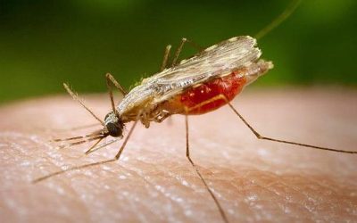 60.933 casos de malaria se han registrado en 2015
