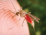 Advierten que la malaria tiende a extenderse a todo el país