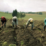 ¿Cuál es el delito cometido por los agricultores detenidos?